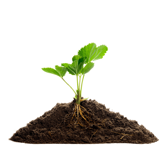 abono cafe para plantas